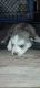 Alaskan Husky Puppies for sale in San Bernardino, CA, USA. price: $600