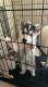 Alaskan Husky Puppies for sale in North Highlands, CA, USA. price: NA
