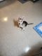 Alaskan Husky Puppies for sale in Killeen, TX, USA. price: NA