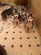 Alaskan Husky Puppies for sale in 10101 Whitmore St, El Monte, CA 91733, USA. price: $350