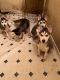 Alaskan Husky Puppies for sale in 10101 Whitmore St, El Monte, CA 91733, USA. price: NA