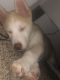 Alaskan Husky Puppies for sale in 875 N Eldridge Pkwy, Houston, TX 77079, USA. price: $175
