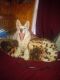 Alaskan Husky Puppies for sale in 1210 E Ave R, Palmdale, CA 93550, USA. price: NA