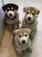 Alaskan Husky Puppies for sale in Rocky Mount, NC, USA. price: $300
