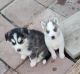 Alaskan Husky Puppies for sale in Barstow, CA, USA. price: $200