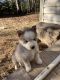 Alaskan Husky Puppies for sale in Asheville, NC, USA. price: $600
