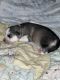 Alaskan Husky Puppies for sale in Linden, NJ, USA. price: NA