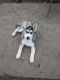 Alaskan Husky Puppies for sale in Macomb, MI 48042, USA. price: NA