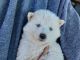 Alaskan Husky Puppies for sale in Aguanga, CA 92536, USA. price: NA
