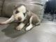 Alaskan Husky Puppies for sale in RONOK RPD AFS, NC 27870, USA. price: $700