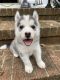 Alaskan Husky Puppies for sale in 5788 SW 42nd St, Miami, FL 33155, USA. price: $450