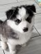 Alaskan Husky Puppies for sale in Fort Worth, TX, USA. price: NA