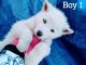 Alaskan Husky Puppies for sale in Aguanga, CA 92536, USA. price: $200