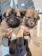 Alaskan Husky Puppies for sale in Mesa, AZ, USA. price: NA