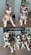 Alaskan Husky Puppies for sale in Kissimmee, FL, USA. price: NA