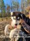 Alaskan Husky Puppies for sale in Fayetteville, GA 30215, USA. price: NA