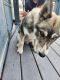 Alaskan Husky Puppies for sale in Vaucluse, SC 29801, USA. price: NA