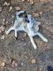 Alaskan Husky Puppies for sale in Vaucluse, SC 29801, USA. price: $100