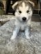 Alaskan Husky Puppies for sale in Puyallup, WA, USA. price: NA