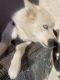 Alaskan Husky Puppies for sale in Atwater, CA 95301, USA. price: NA