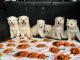 Alaskan Husky Puppies for sale in Visalia, CA, USA. price: NA