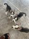 Alaskan Husky Puppies for sale in North Las Vegas, NV, USA. price: $500