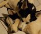 Alaskan Husky Puppies for sale in Miami, FL 33176, USA. price: $600