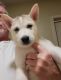Alaskan Husky Puppies for sale in Lancaster, CA, USA. price: $65,000