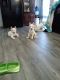 Alaskan Husky Puppies for sale in Savannah, GA, USA. price: NA
