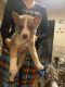 Alaskan Husky Puppies for sale in Lawndale, CA 90260, USA. price: $200