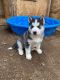 Alaskan Husky Puppies for sale in 7836 Green Crest Ct, Riverside, CA 92509, USA. price: $400