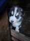 Alaskan Husky Puppies for sale in 1151 Olympia Ave NE apt 14, Renton, WA 98056, USA. price: $2,000