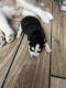 Alaskan Husky Puppies for sale in RONOK RPD AFS, NC 27870, USA. price: NA