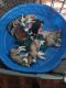 Alaskan Husky Puppies for sale in Wichita, KS, USA. price: $200