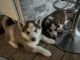 Alaskan Husky Puppies for sale in RONOK RPD AFS, NC 27870, USA. price: NA