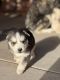 Alaskan Husky Puppies for sale in Clint, TX 79836, USA. price: $200