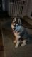 Alaskan Husky Puppies for sale in Woodbridge, VA 22191, USA. price: NA