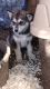 Alaskan Husky Puppies for sale in Aguanga, CA 92536, USA. price: $300