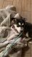 Alaskan Husky Puppies for sale in Mesa, AZ, USA. price: $250
