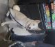 Alaskan Husky Puppies for sale in Sioux Falls, SD, USA. price: $1,500