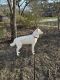 Alaskan Husky Puppies for sale in Fayetteville, NC, USA. price: NA