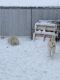 Alaskan Husky Puppies for sale in Belle Fourche, SD 57717, USA. price: $500