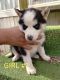 Alaskan Husky Puppies for sale in Graham, NC, USA. price: $275
