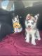 Alaskan Husky Puppies for sale in Miami, FL, USA. price: $100,000