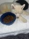 Alaskan Husky Puppies for sale in Riviera Beach, FL 33407, USA. price: NA