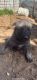 Alaskan Husky Puppies for sale in Dallas, TX, USA. price: $800