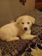 Alaskan Husky Puppies for sale in 201 33rd St, Ogden, UT 84401, USA. price: NA