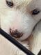 Alaskan Husky Puppies for sale in Barstow, CA, USA. price: $400