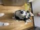 Alaskan Husky Puppies for sale in Feeding Hills, Agawam, MA 01030, USA. price: $3,000