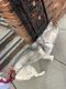 Alaskan Husky Puppies for sale in Union City, NJ 07087, USA. price: NA